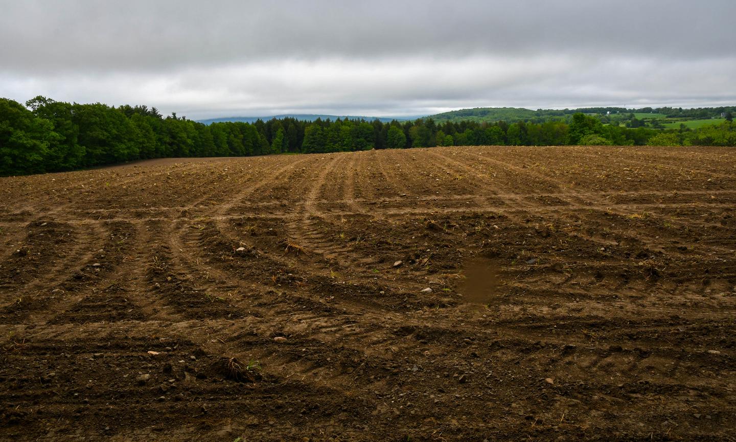Heavy equipment clearing wooded land in Arkansas