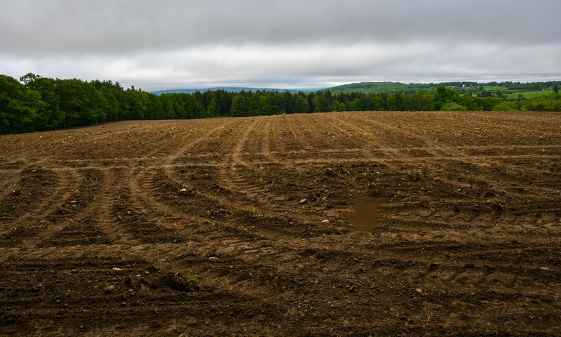 Heavy equipment clearing wooded land in Arkansas